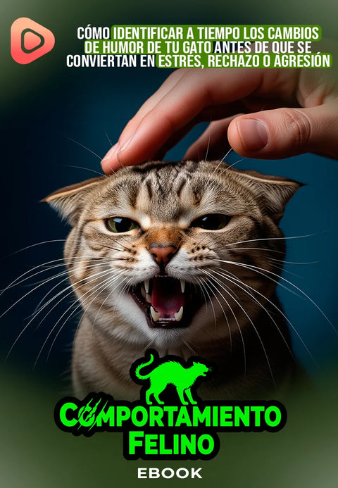 Comportamiento felino